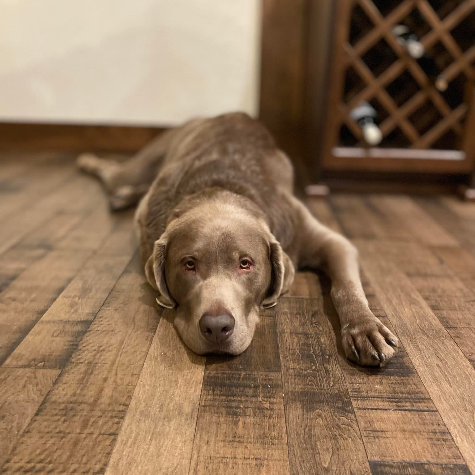 Huckleberry laying on a wood floor