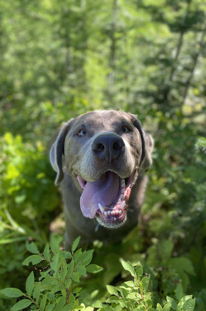A dog in the woods with his tongue out.